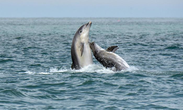 Dolphin Spotting Boat Trips